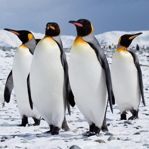 Penguins