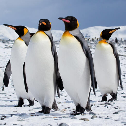 Penguins
